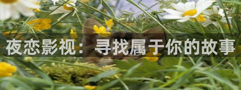 飘零影院手机：夜恋影视：寻找属于你的故事